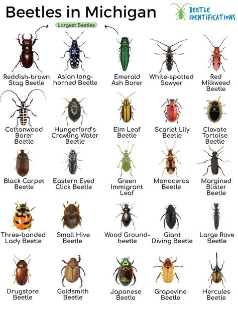 Types Of Beetles In Michigan With Pictures