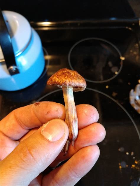 Dried Shrooms Question The Psychedelic Experience Shroomery Message