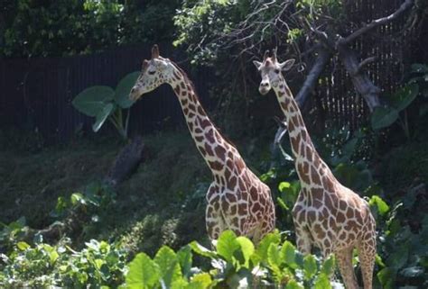 Zirafah Dari Afrika Tarikan Baharu Zoo Melaka Astro Awani