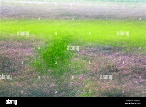 Blooming Bog Laurel In Wetland Multiple Exposure Greater Sudbury
