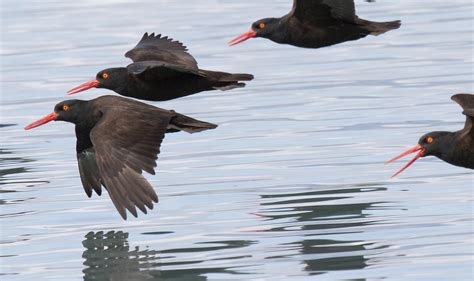 Project In Alaska A Huge Win For Conservation Pacific Birds Habitat