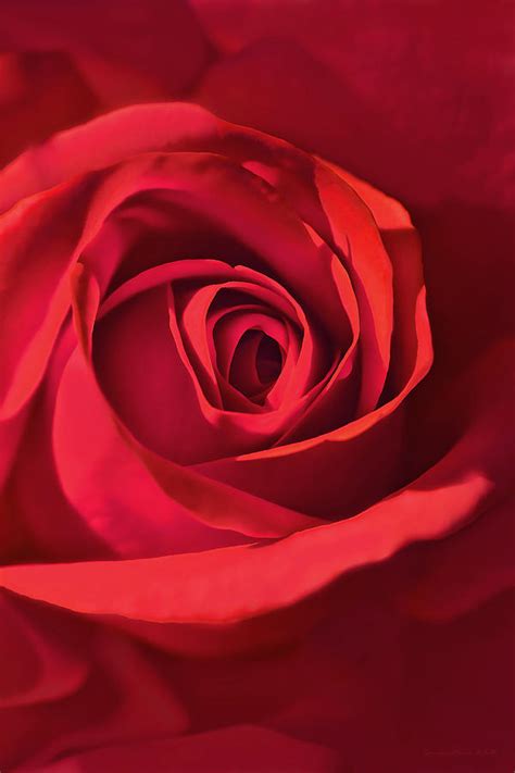 Mystery Of The Red Rose Flower Photograph By Jennie Marie Schell Fine