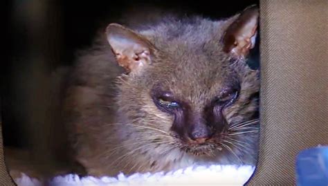 Abandoned Werewolf Cat Rescued From Life Of Pain Nature And Animals