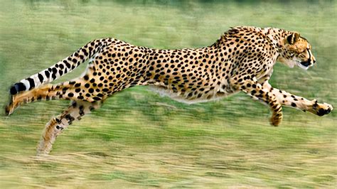 The Fastest Land Mammal In The World Cheetah Serengeti Np