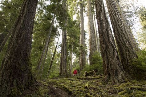 Vancouver Islands Remaining Old Growth A Disappearing Treasure