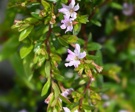 Mexican Heather A Hardy Plant For Your Garden