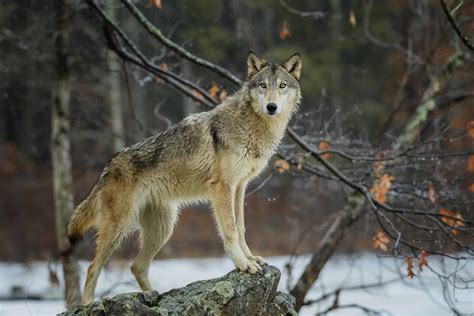 Wisconsin Hunters Kill 216 Gray Wolves In 60 Hours 82 More Than The