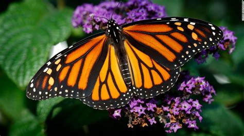 monarch butterfly population plummets    year