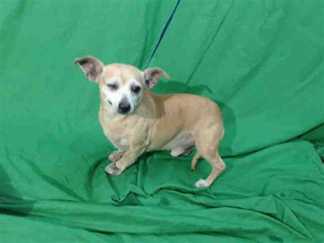 Whether you want to adopt a playmate or a snuggle buddy, the cats and kittens for adoption from cat are ready to join your family. Chihuahua dog for Adoption in Orlando, FL. ADN-746284 on ...