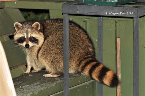 Raccoon Procyon Lotor Raccoon Procyon Lotor Raiding Th Flickr