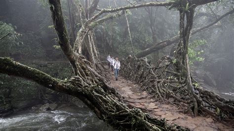 Pictures Of Living Root Bridges In Meghalaya India