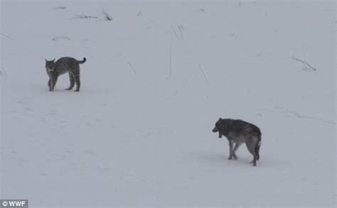 Incredible Moment A Wolf And A Lynx Are Spotted In Epic Poland Mountain