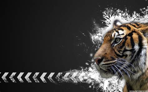 Tiger Wallpaper High Definition Wallpapers High Definition Backgrounds