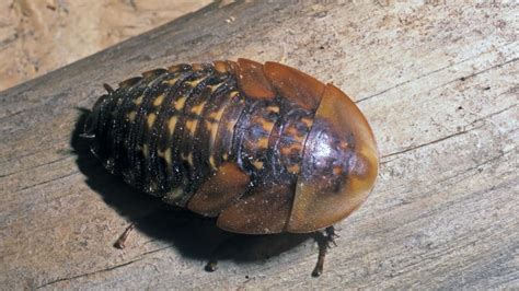 The Scariest Cockroaches On Earth Giant Burrowing And More Photos