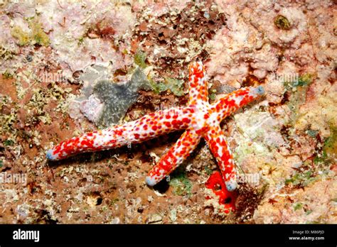 Starfish Regenerating Arms Arm Hi Res Stock Photography And Images Alamy