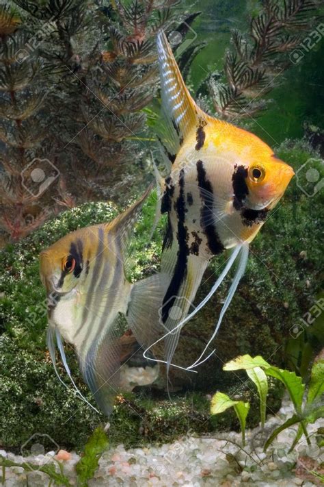Two Angelfish In A Tropical Fish Tank Tropical Fish Tanks Tropical