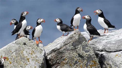 Mystery Solved Where Do Puffins Spend The Winter