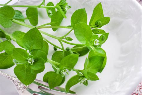 The flowers are somewhat tangy, which makes them a valuable addition to salads. Eat the Weeds Salad—some edible plants of Alaska