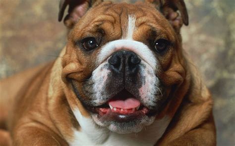 3840x2400 Wallpaper Dog Muzzle Boxer Brown White Bulldog