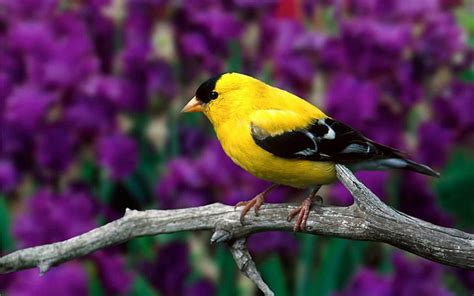 Hd Wallpaper Cute Yellow Bird Nice Animals Wallpaper Flare