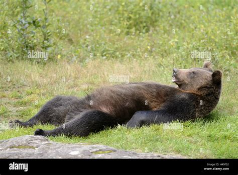 Brown Bear Lies On The Back Stock Photo Alamy