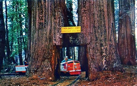 The Drive Through Trees Of California Amusing Planet