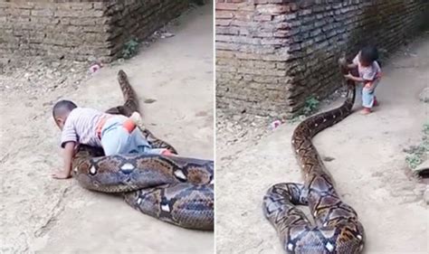 Watch Shocking Moment Toddler Plays With Giant Python In Indonesia