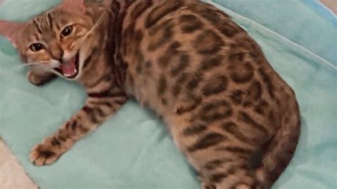 Pregnant Bengal Cat Giving Birth To 4 Kittens Emotional Youtube