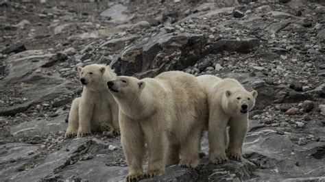 Oso Polar ¿dónde Vive Qué Come Y Por Qué Está En Peligro De Extinción