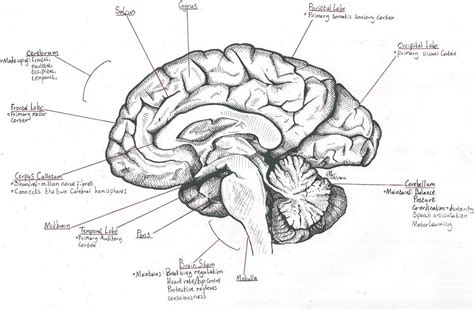 Midsagittal Section Of The Human Brain Anatomy Body List Human Brain