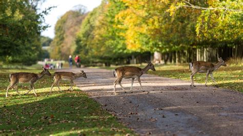 Dunham Masseys Deer Park G Manchester National Trust