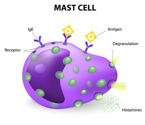 Mast Cell Activation Syndrome Sanctuary Functional Medicine