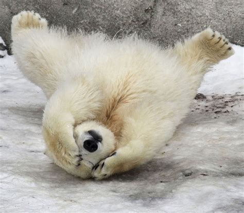 Poll Polar Bear Vs Panda Off Topic Giant Bomb