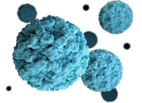 The increase comes after a time of reduced outbreak activity (of norovirus) in food establishments during the. How do noroviruses multiply?. A host protein helps ...