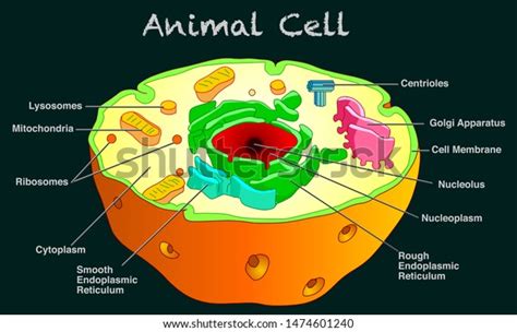 Image Of Animal Cell Animal Plant Cells Aqa Gcse Biology Revision