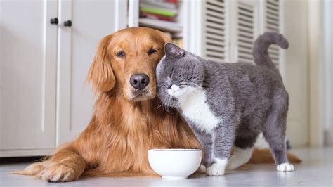 10 Tips To Keep Dogs And Cats Happy Indoors