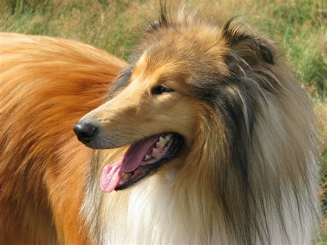 Lassie 1994 Wallpapers Wallpaper Cave