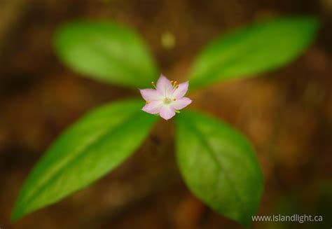 Little Pink Wildflower ~ Wildflower Free Picture From Pacific Spirit