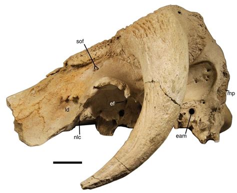 Left Lateral View Of The Cranium Of Bootherium Bombifrons Smu 77689