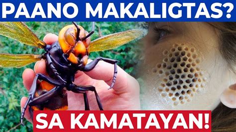 Download 10 Insekto Na Dapat Mong Iwasan Pinaka Delikadong