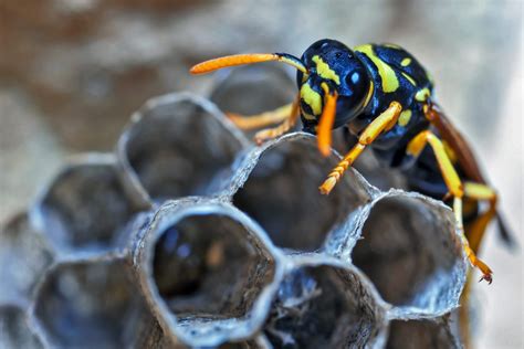 The 10 Weirdest Facts About Wasps