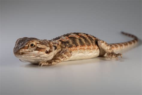 Juvenile Central Bearded Dragon - Chris Cook Naturalist