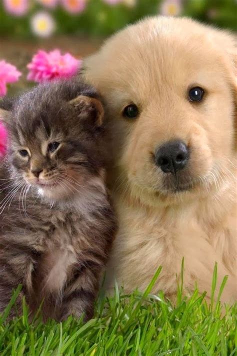 We did not find results for: Cute puppy and dog: Adorable cat and dog.