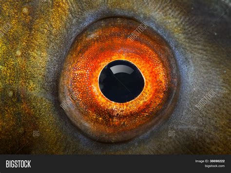 Fish Eye Tench Image And Photo Free Trial Bigstock