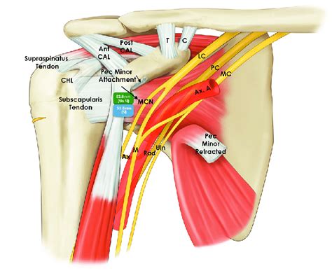 Shoulder Tendon Anatomy Diagram