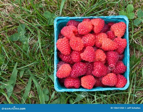 Pint Of Raspberries Stock Photo Image Of Ingredients 10641358
