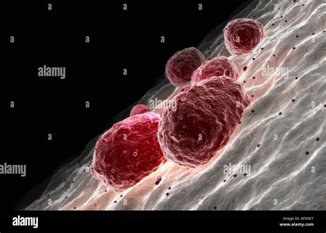 Megakaryocyte Hi Res Stock Photography And Images Alamy