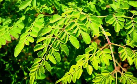 Africa The Moringa Tree Enters The Arsenal Of Treatments Against