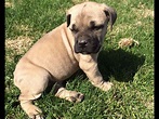 Cane Corso Puppies For Sale - AKC Marketplace
