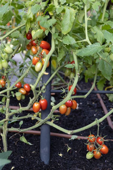 Pruning Tomatoes 101 Should You Prune Tomato Suckers Gardenary